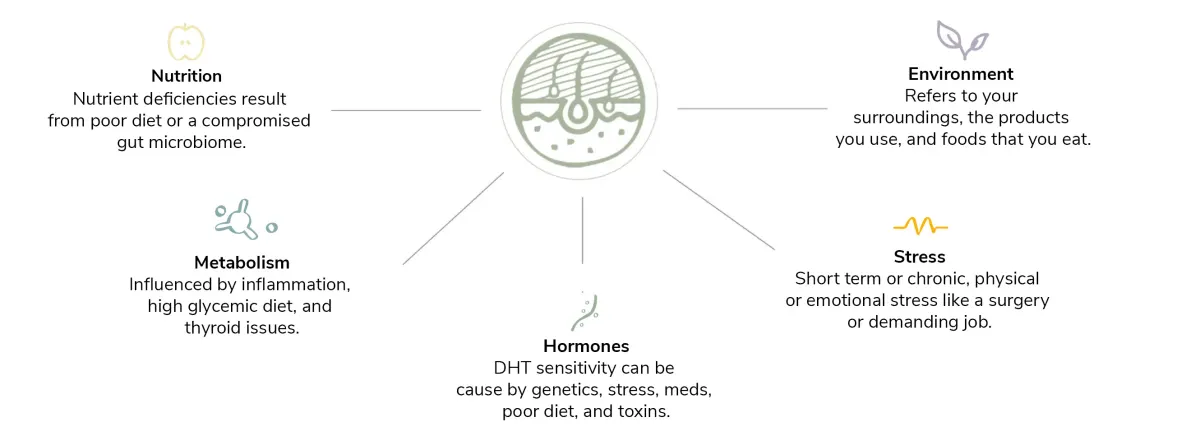 Diagram of the causes of hair loss including hormones, stress and nutrition